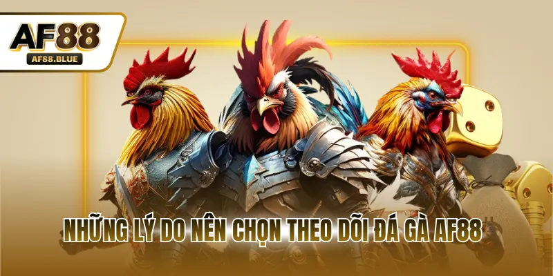 Những lý do nên chọn theo dõi đá gà AF88